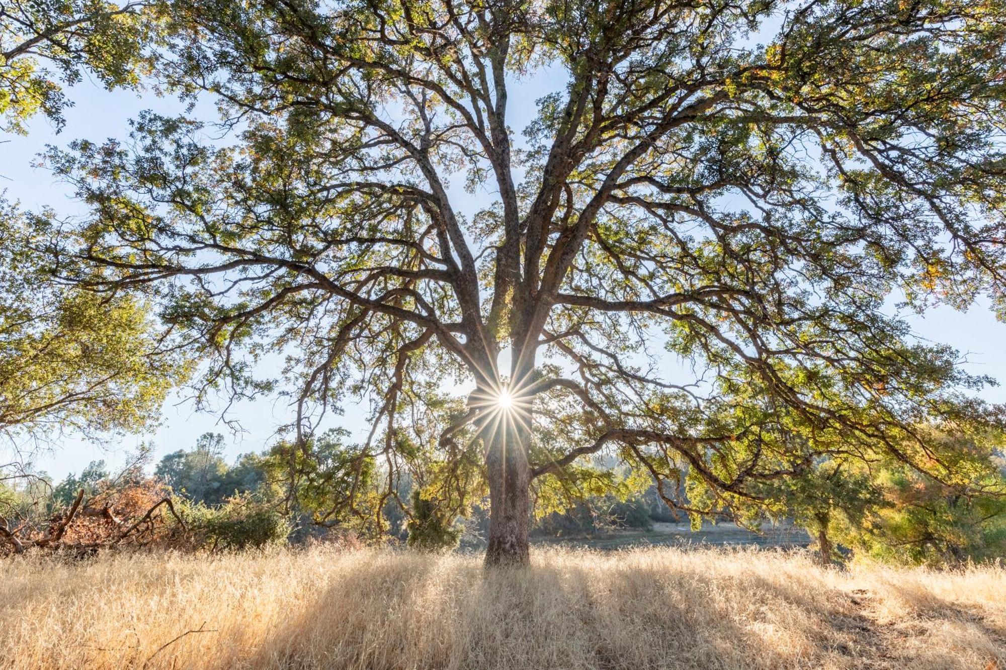 Rolling Oaks Ranch - 200 Acres Of Lakeside Beauty & Countryside Serenity มารีโปซา ภายนอก รูปภาพ