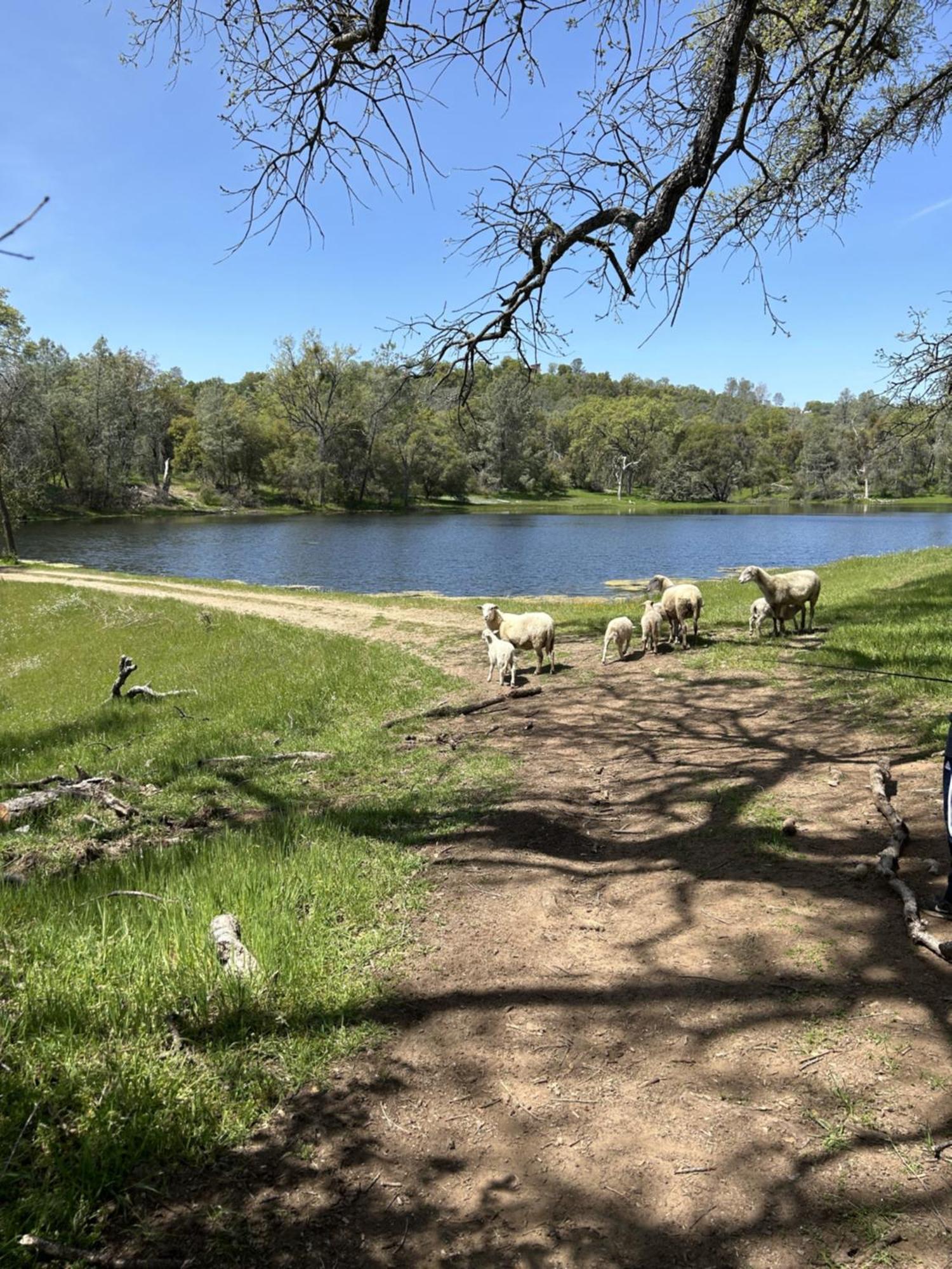 Rolling Oaks Ranch - 200 Acres Of Lakeside Beauty & Countryside Serenity มารีโปซา ภายนอก รูปภาพ