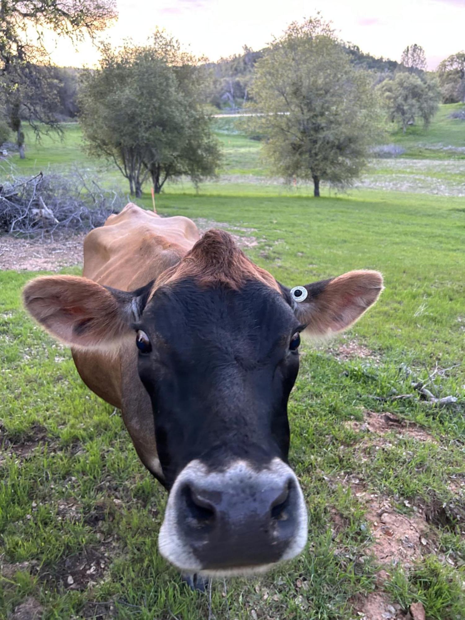 Rolling Oaks Ranch - 200 Acres Of Lakeside Beauty & Countryside Serenity มารีโปซา ภายนอก รูปภาพ
